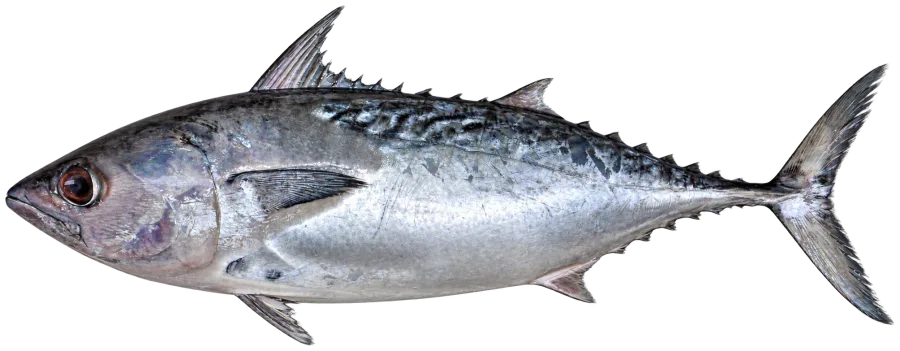 Ikan Tongkol