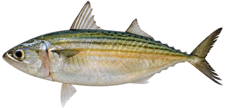 Ikan Kembung