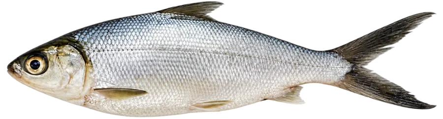 Ikan Bandeng