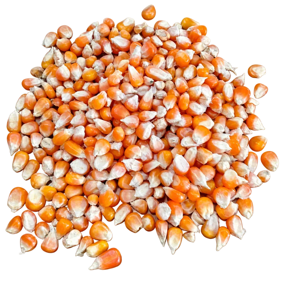 Jagung Tk. Peternak